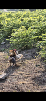 두릅밭 혈투 
