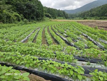  잠깨 평당 500g 이상 생산가능한지  3년간 시범포장