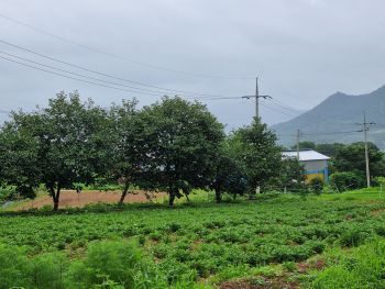 새들이 배고파 먹어서 구멍난 땅콩 자리.....치아가 빠진것 같네